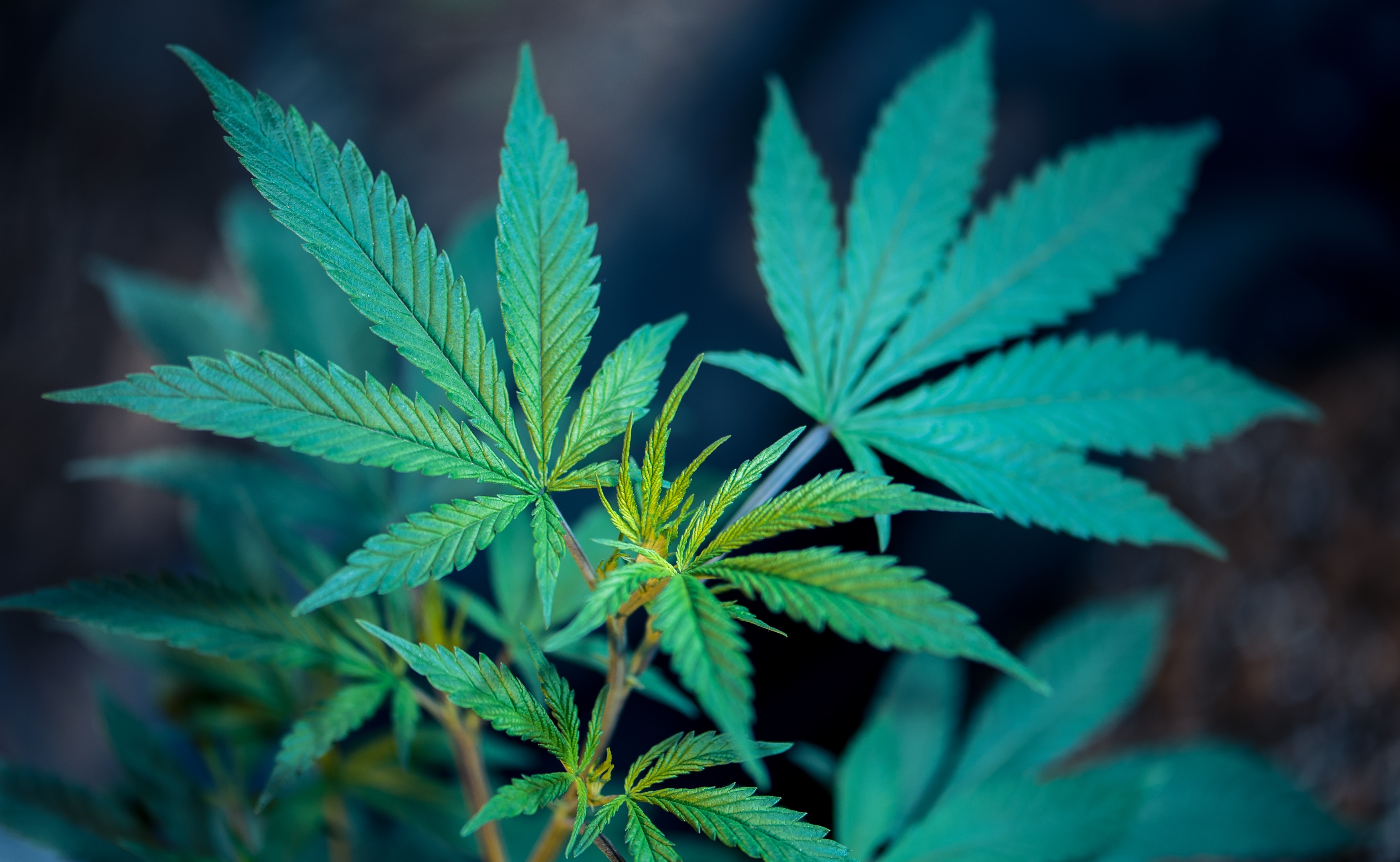 From Cancer to Cannabis: using ‘omics to advance research